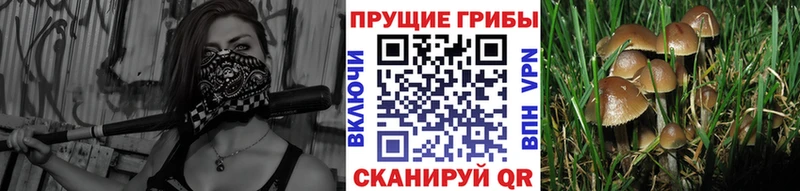 Галлюциногенные грибы Cubensis  Томск 